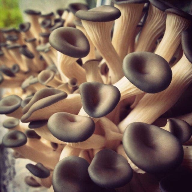 Straw Mushrooms Single Unit